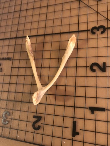 Chicken wishbone small lucky - chicken,